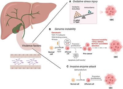 The footprint of gut microbiota in gallbladder cancer: a mechanistic review